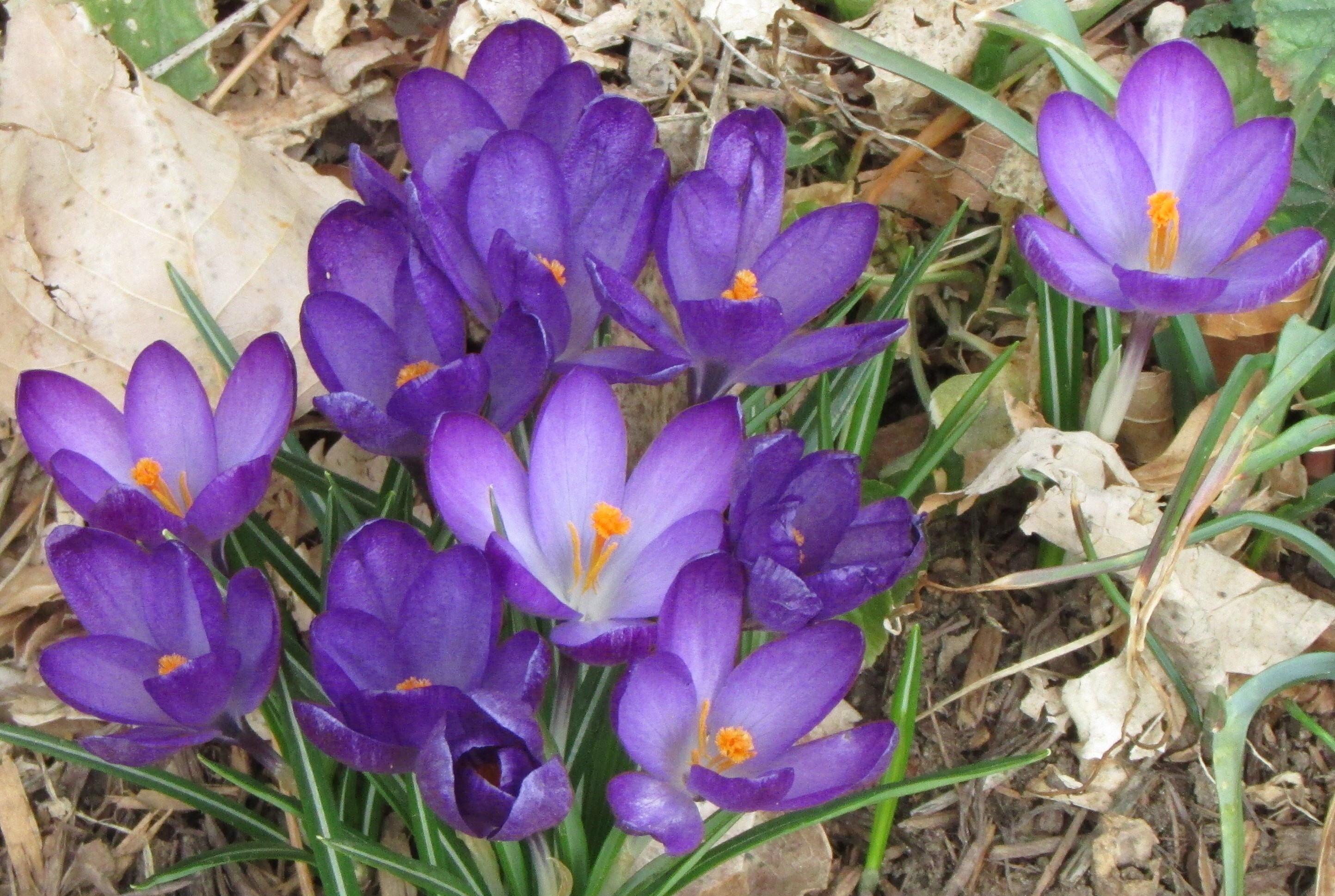 Spring Fever | Oakes Garden Design